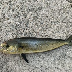 ショアジギング