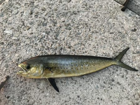 ショアジギング