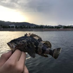 ライトゲームでタケノコメバル