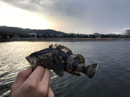 ライトゲームでタケノコメバル