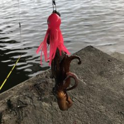 エギとタコジク合体してみた