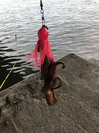 エギとタコジク合体してみた