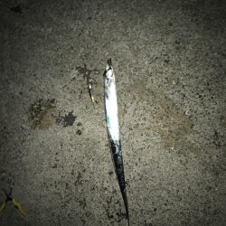 デカサバ求めて