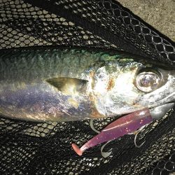 デイアジ〜ナイト大サバ