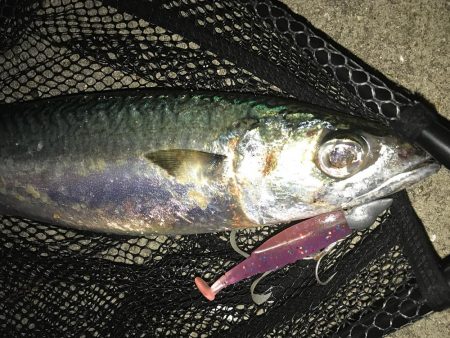 デイアジ〜ナイト大サバ