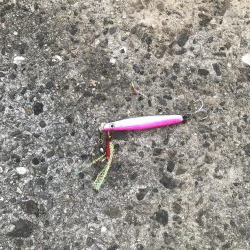 アジ、さばサイズアップ