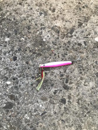 アジ、さばサイズアップ