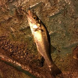 出張先でアジング