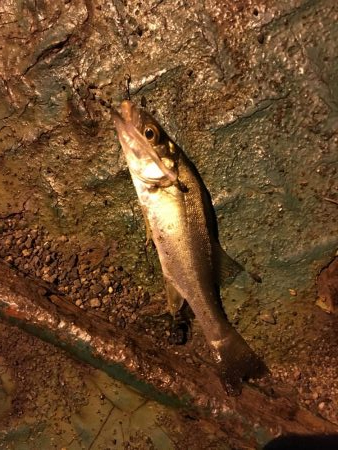 出張先でアジング