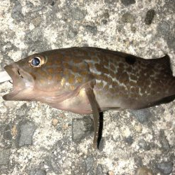 癒しのアジング!