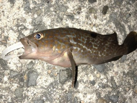 癒しのアジング!