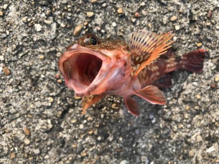 タチウオ狙いが。