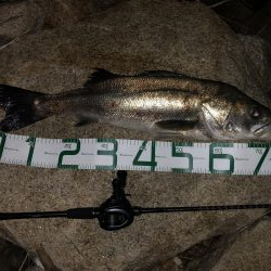 いつものホームに