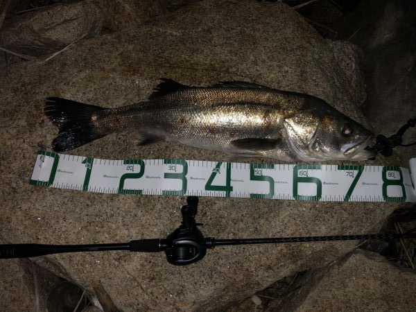 いつものホームに