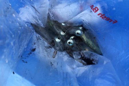 アオリの赤ちゃん