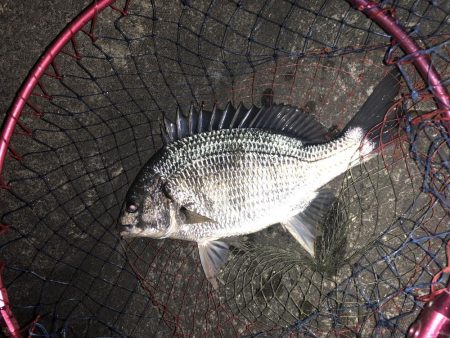 ひさびさにチヌ