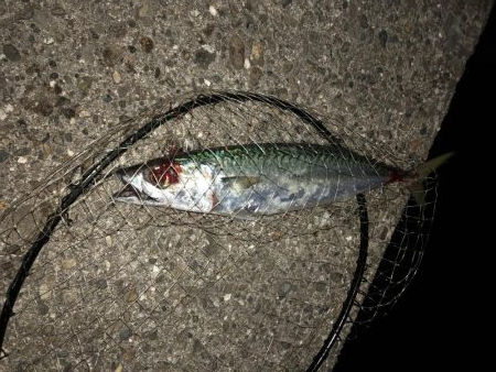 ナイトショアジギング