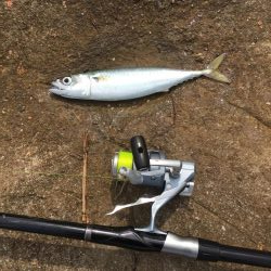 マダイがダメならグレを