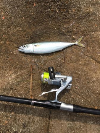 マダイがダメならグレを