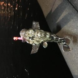 メバル狙いでチヌ