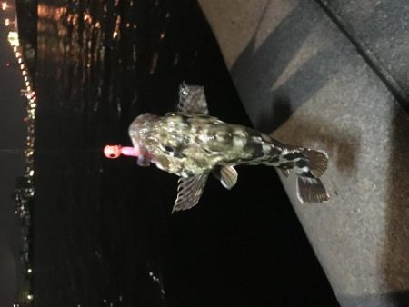 メバル狙いでチヌ