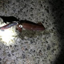 ケンサキがしぶすぎる