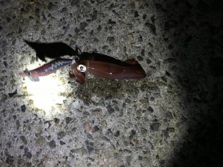 ケンサキがしぶすぎる