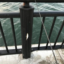 アジサイズのセイゴだらけ