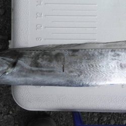 太刀魚ポツポツ釣れてます