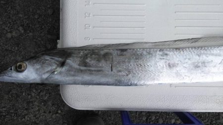 太刀魚ポツポツ釣れてます