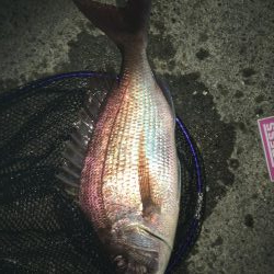 人生初のショアマダイ