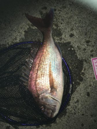 人生初のショアマダイ