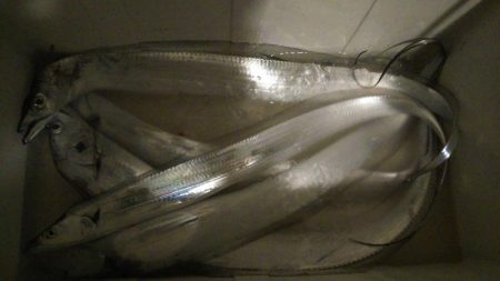 焼津沖　雨の中太刀魚釣行