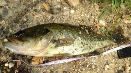 久しぶりのバス釣り
