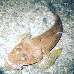 夕方から夕方までの耐久フィッシング