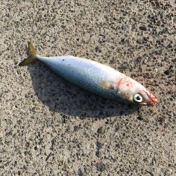 早朝短時間勝負！