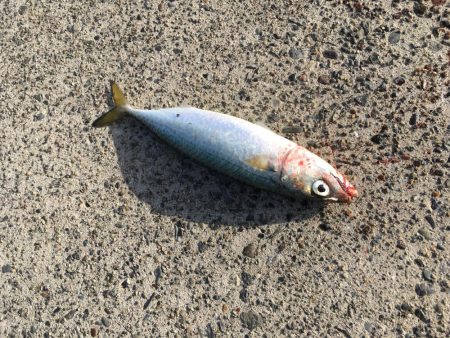 早朝短時間勝負！