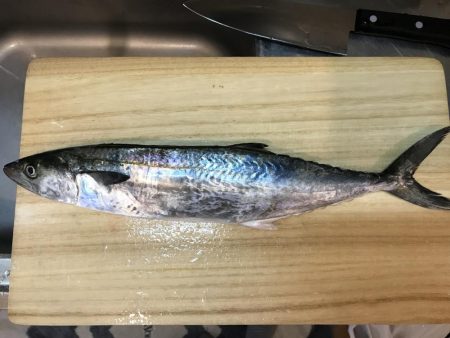 ショアジギング＋ジグサビキ