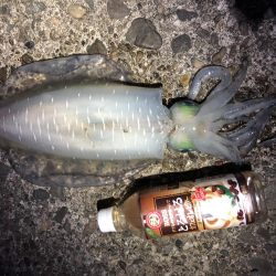 和歌山夏イカ！