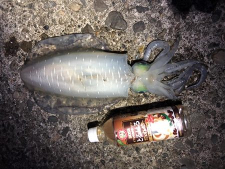 和歌山夏イカ！