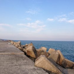 狙い絞ってサビキ！