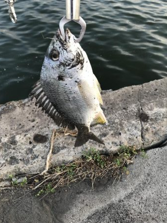 いいコンディションなのに