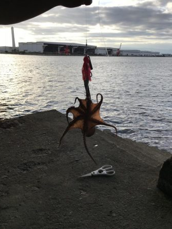 またタコ釣り