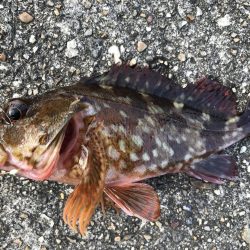 エサ取りが、多くて。