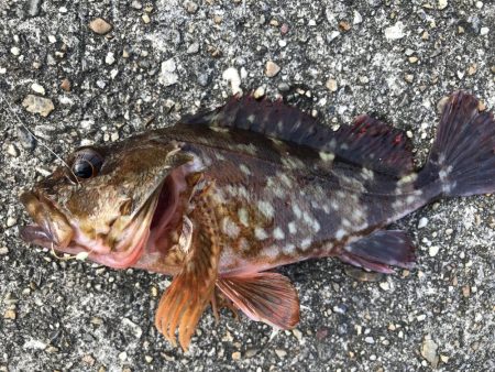 エサ取りが、多くて。