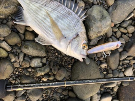 チニング、ライトゲーム