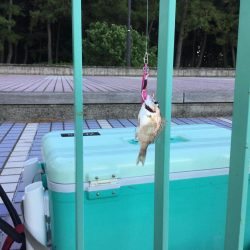 タチウオは何処に