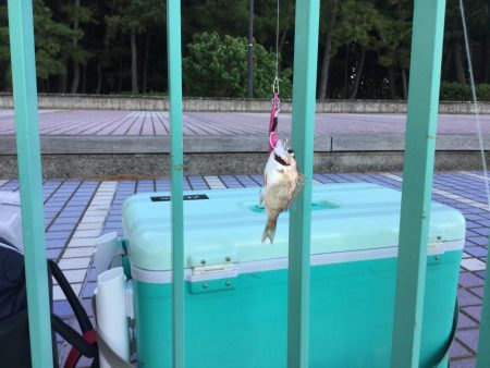 タチウオは何処に