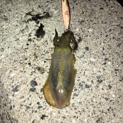 出張先でエギング