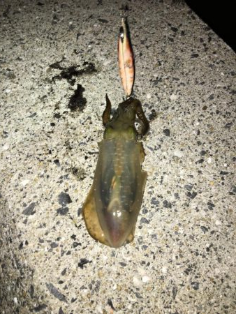 出張先でエギング